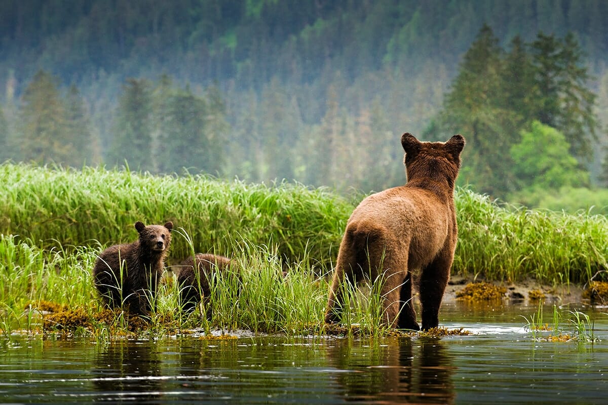 great-bear-rainforest-and-haida-gwaii-coast-funds