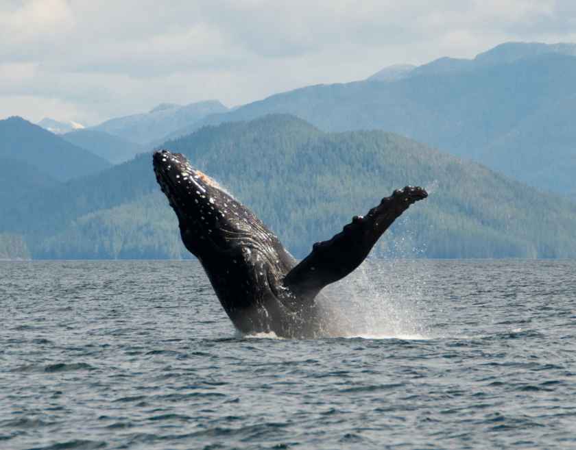 Gitga'at territory is home to a rich diversity of wildlife, including a high population of humpback whales. Photo by Brodie Guy.