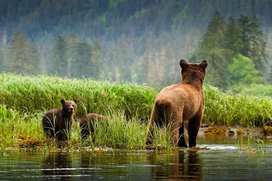 Great Bear Rainforest. Photo by Andrew S. Wright.