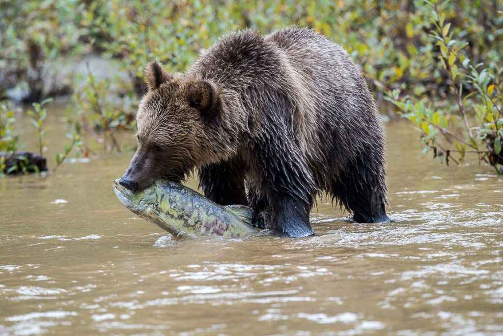 A Grizzly bear catches a salmon from the Orford River. Photo by Homalco Wildlife Tours.