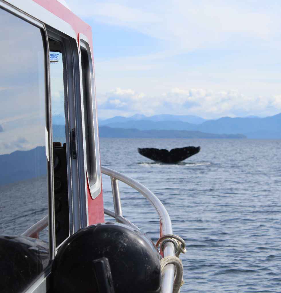A whale spotted from the Giga'at Guardian Boat.