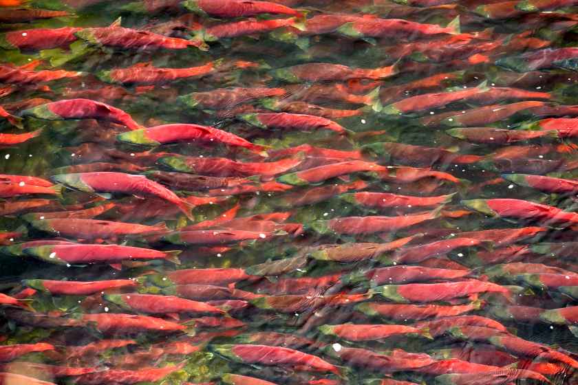 Sockeye salmon migration. AP Photo/Trout Unlimited, Ben Knight.