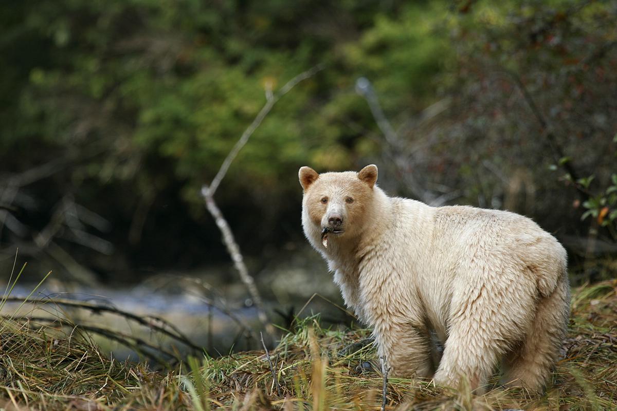 Spirit Bear. Photo courtesy of Spirit Bear Lodge
