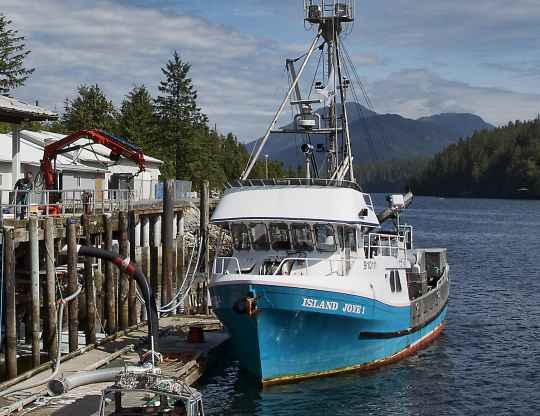 The Island Joye 1 docked at Kitasoo Seafoods. This 65ft fish packer was purchased in 2005 by the Kitasoo/Xai’xais Nation to supply the fish processing facility. Photo by Brodie Guy