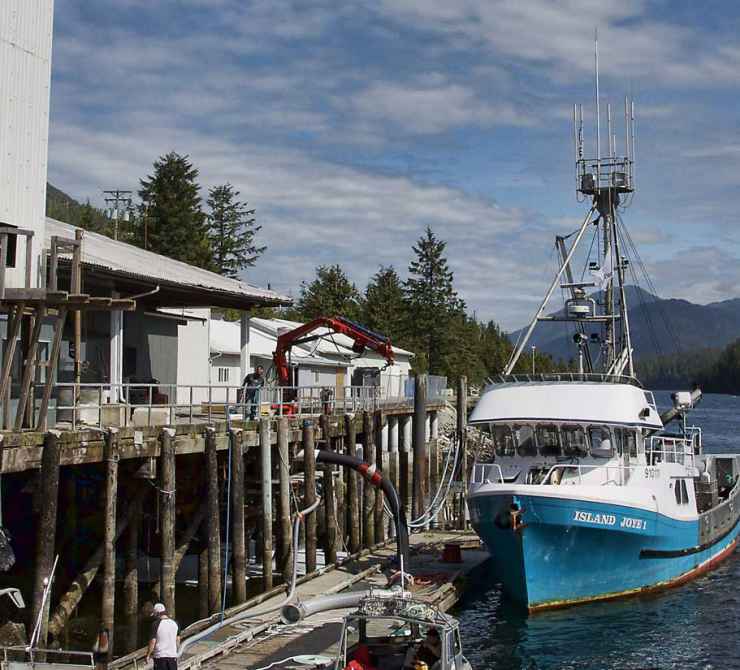 The Island Joye 1 docked at Kitasoo Seafoods. This 65ft fish packer was purchased in 2005 by the Kitasoo/Xai’xais Nation to supply the fish processing facility. Photo by Brodie Guy