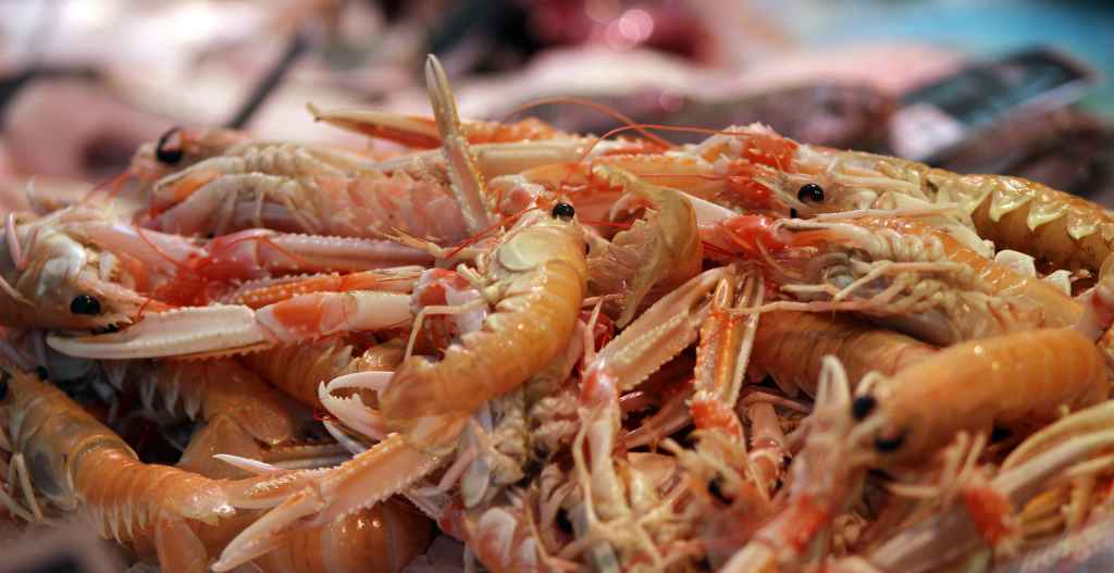 Prawns have a higher value packed live to Asian markets. 