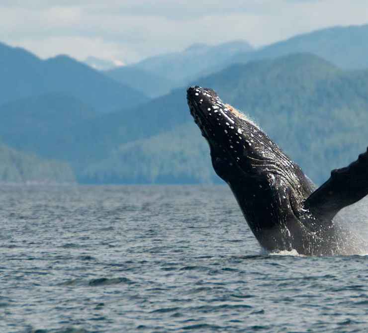 Gitga'at territory is home to a rich diversity of wildlife, including a high population of humpback whales. Photo by Brodie Guy. Gitga'at territory is home to a rich diversity of wildlife, including a high population of humpback whales. Photo by Brodie Guy.