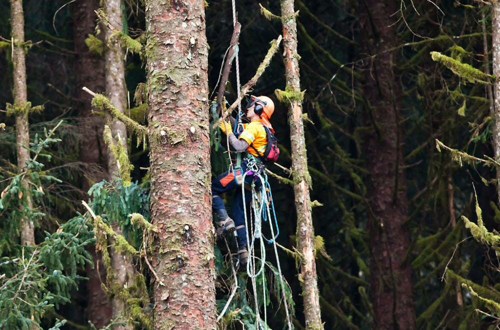 Taan's foresters are trained in cultural features identification. Photo of Taan forester at work by Haida Enterprise Corporation. 