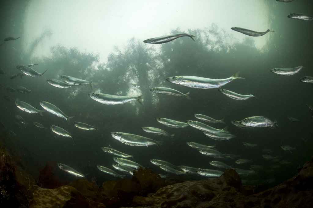 A school of herring underwater. Herring have sustained the Heiltsuk Nation for thousands of years and are an important keystone species in the Great Bear Rainforest. Photo by Ian McAllister/Pacific Wild. 