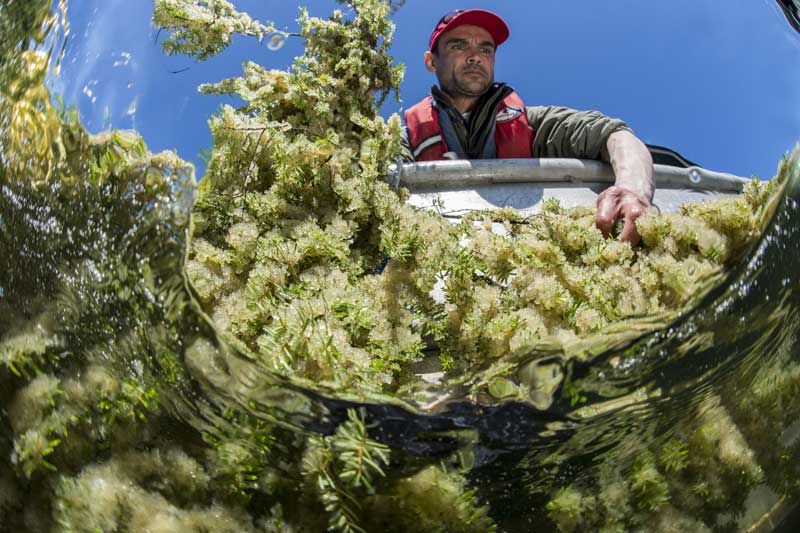 Herring spawn (eggs) is a traditional food of the Heiltsuk Nation and has important social, cultural, and economic value. Here, the herring spawn on hemlock boughs is harvested by the Nation. Photo by <a href="http://pacificwild.org/">Ian McAllister / Pacific Wild</a>.