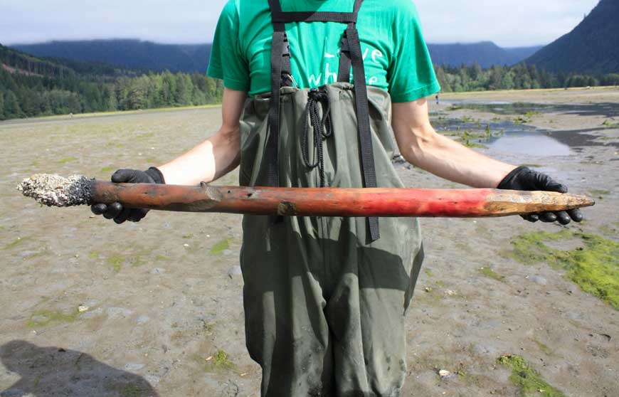 A Western Hemlock Stake used as part of an ancient fish trap in Phillips Arm has been carbon dated to 1136 years ago. Photo taken during a traditional use study (Cullon and Pratt) by Jude Isabella.