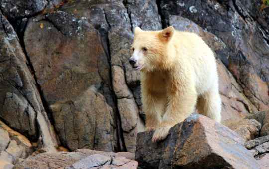 Spirit Bear cub. Photo by Philip Charles Media for Spirit Bear Research Foundation.