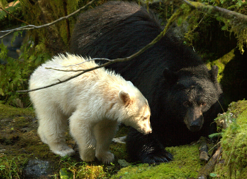 Black bear with spirit bear cub in the Great Bear Rainforest - copyright Doug Neasloss