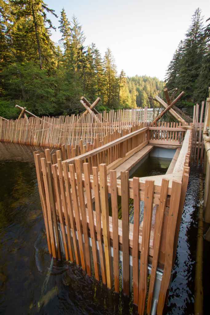 Trap box of the Koeye River fish weir, where fish are tagged and released to continue spawning. PHOTO COURTESY OF Grant Callegari / Hakai Institute