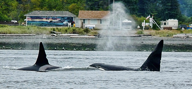 Not all visitors to Tyee Spit come by vehicle. Orca sightings do happen at Thunderbird RV Park & Resort. Photo courtesy of Thunderbird RV Park & Resort.