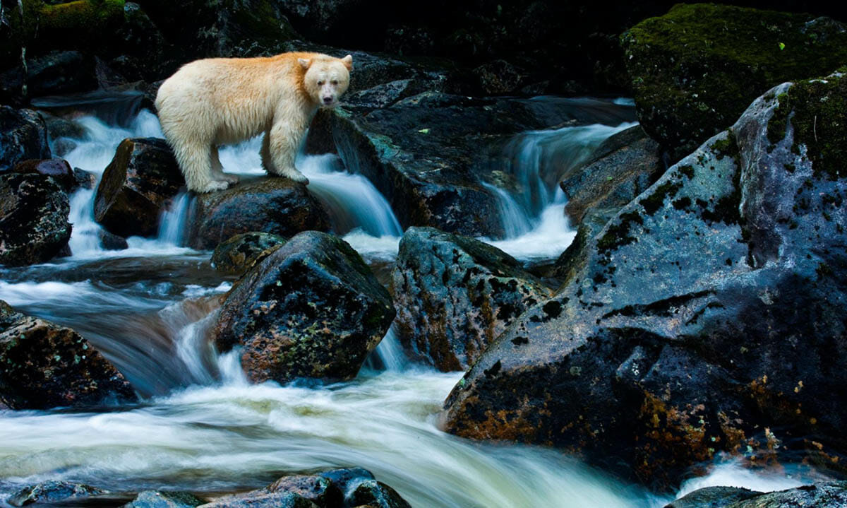 Kermode bears are found only in the remote archipelago of British Columbia’s central coast. A genetic mutation in some black bears gives Kermode bears their white fur. Photo by Paul Nicklen, National Geographic Creative.