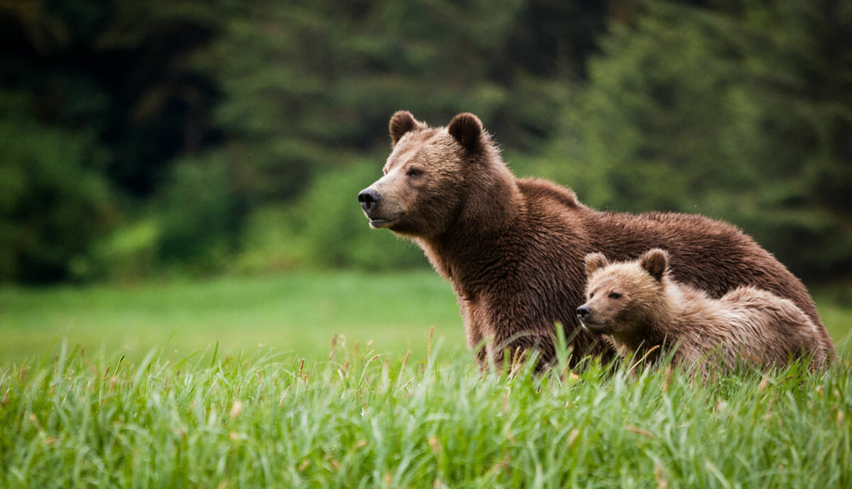 Grizzly bear mother and cub in Glendale Cove, BC. Photo by Knight Inlet Lodge.