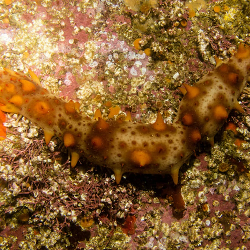 Kitasoo Seafoods Featured in Smithsonian Magazine Article on Sea ...