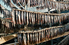 Eulachon are hung to dry in Fishery Bay. Photo by Gary Fiegehen, Courtesy of Nisga’a Lisims Government.