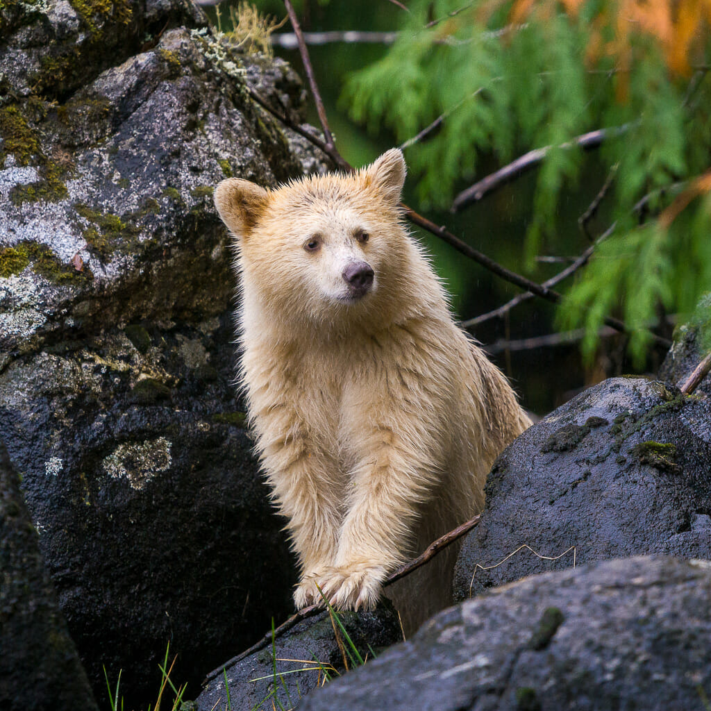 Bear Symbolism & Bear Meaning  9 Spiritual Meanings of the Bear