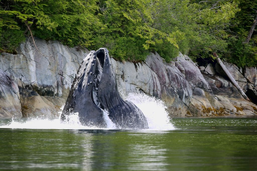 A humpback whale bubble-net feeding on herring, Finlayson Channel near the community of Klemtu. Photo by Brodie Guy