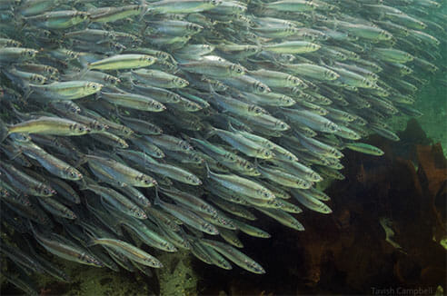 Herring roe is a traditional food source for many coastal First Nations. In recent years herring biomass has “flatlined” on the central coast. Photo by Tavish Campbell.