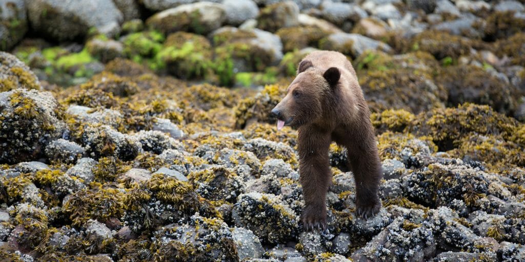 Although known to live primarily on the mainland, research by the Spirit Bear Research Foundation shows that these animals have expanded their range to include several coastal islands. Photo by Jack Plant.