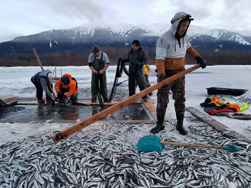 The Saviour Fish: Protecting Nisga’a Connection to Oolichan | Coast Funds