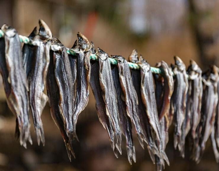 Fishing net for eulachon (oolichan)