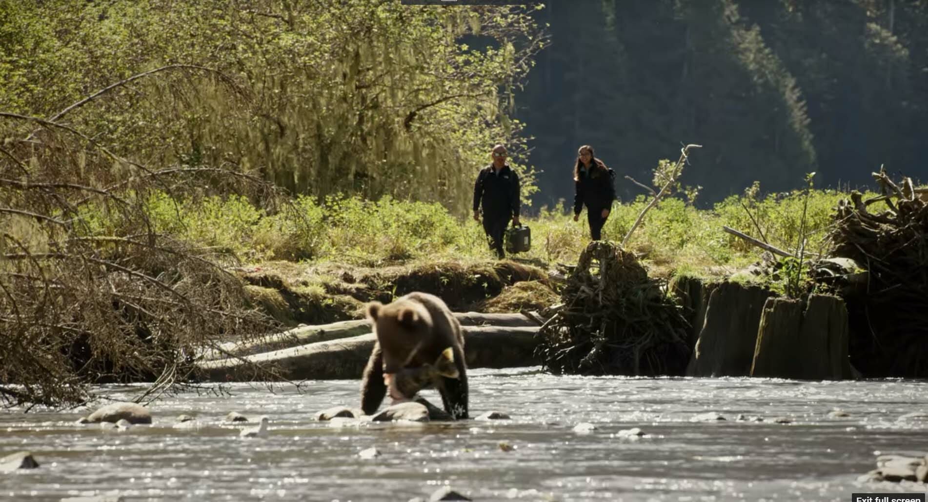 Great Bear Rainforest Comes to IMAX Screens | Coast Funds