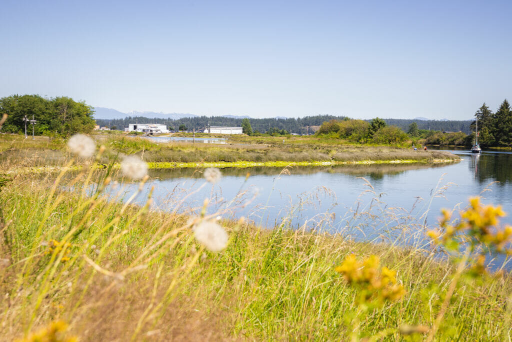 gold and green grass grows on the banks of the Campbell River estuary