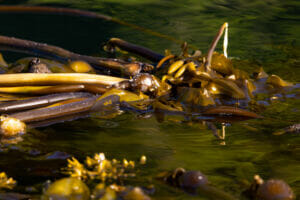 close up image of bull kelp bulp floating on water