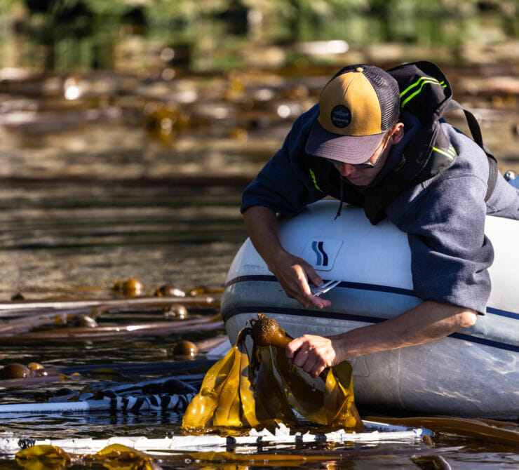 young man kneels in a rubber dinghy and leans over the side to measure a strand of bull kelp