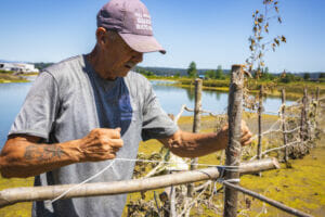 man ties willow to an alder post to build a fence