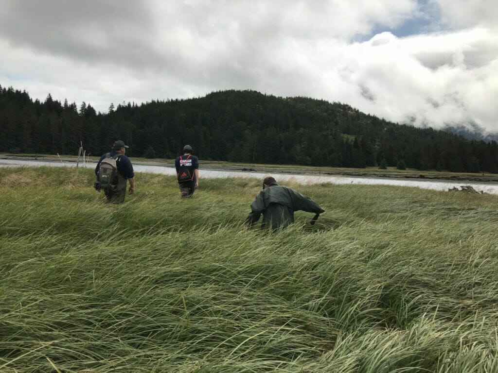 three people walk through tall grass growing in an estuary