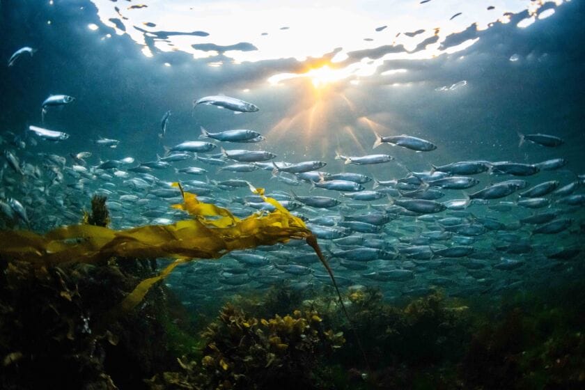 underwater photo of a school of silver herring fish swimming past a bed of bull kelp. the sun is shining against the surface of the water
