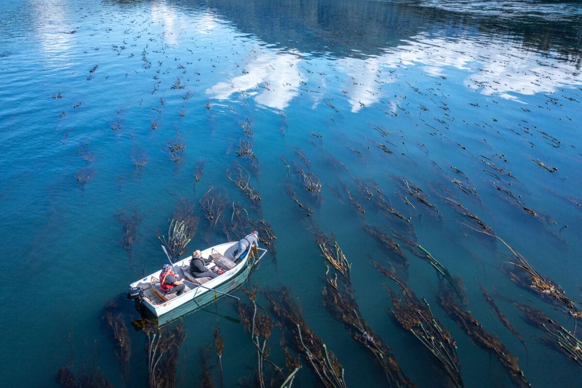 small row boat floats atop a blue ocean laced with strands of kelp