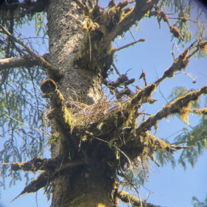 Stads K'un nest spotted in the forest using binoculars. 