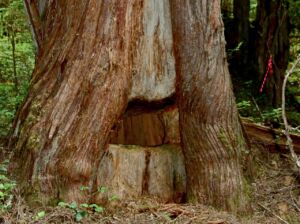 Tree that shows Haidas selective harvesting of cedar wood. 