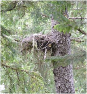 Stads K'un nest in the forest. 