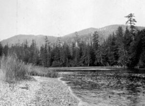 Haida Gwaii forest landscape in 1901. 