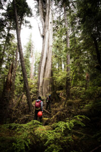 Haida field researchers searching for stads k'un in the forest. 