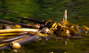 close-up of bull kelp floating on the water