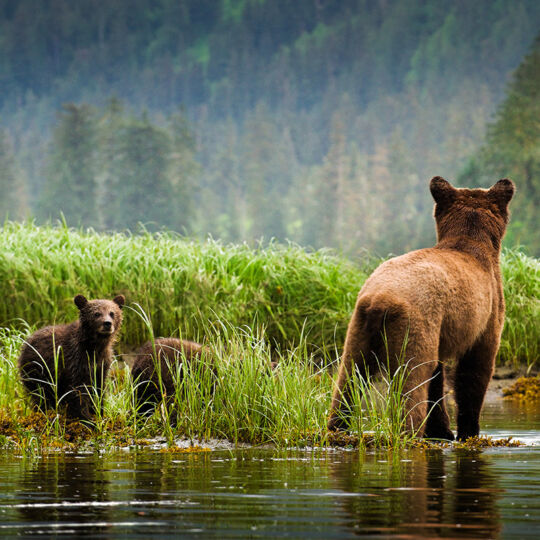 A grizzly bear mother and her cubs wandering through the Great Bear Rainforest. Photo: Andrew S. Wright