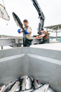 On the deck of the Sherry Sham, Ken Lawson adds fresh-caught sockeye to a bin that will be hoisted up to the Aero Trading plant. (Photo: Troy Moth / Coast Funds)