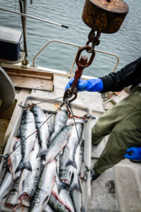 On the Irenda, Mitch loads slush-chilled sockeye for processing at Aero Trading. 2024 was a great year for sockeye, he says, noting that Tyee Skeena test fishery reported more than 1.7 million sockeye moving through the Skeena. (Photo: Troy Moth / Coast Funds)