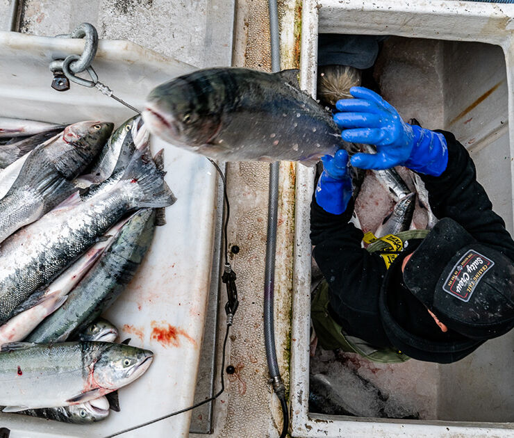 Ken Lawson, from Lax Kw’alaams, unloads a haul of fresh-caught sockeye at the Aero Trading dock, just south of Prince Edward, BC. (Photo: Troy Moth / Coast Funds)