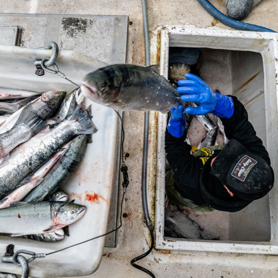 Ken Lawson, from Lax Kw’alaams, unloads a haul of fresh-caught sockeye at the Aero Trading dock, just south of Prince Edward, BC. (Photo: Troy Moth / Coast Funds)