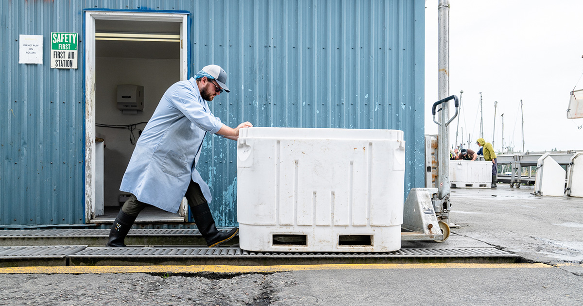 At the Aero Trading dock, a staff member moves a bin of freshly caught salmon from the boats into the plant, where it will be processed and prepared for sale. (Photo: Troy Moth / Coast Funds)