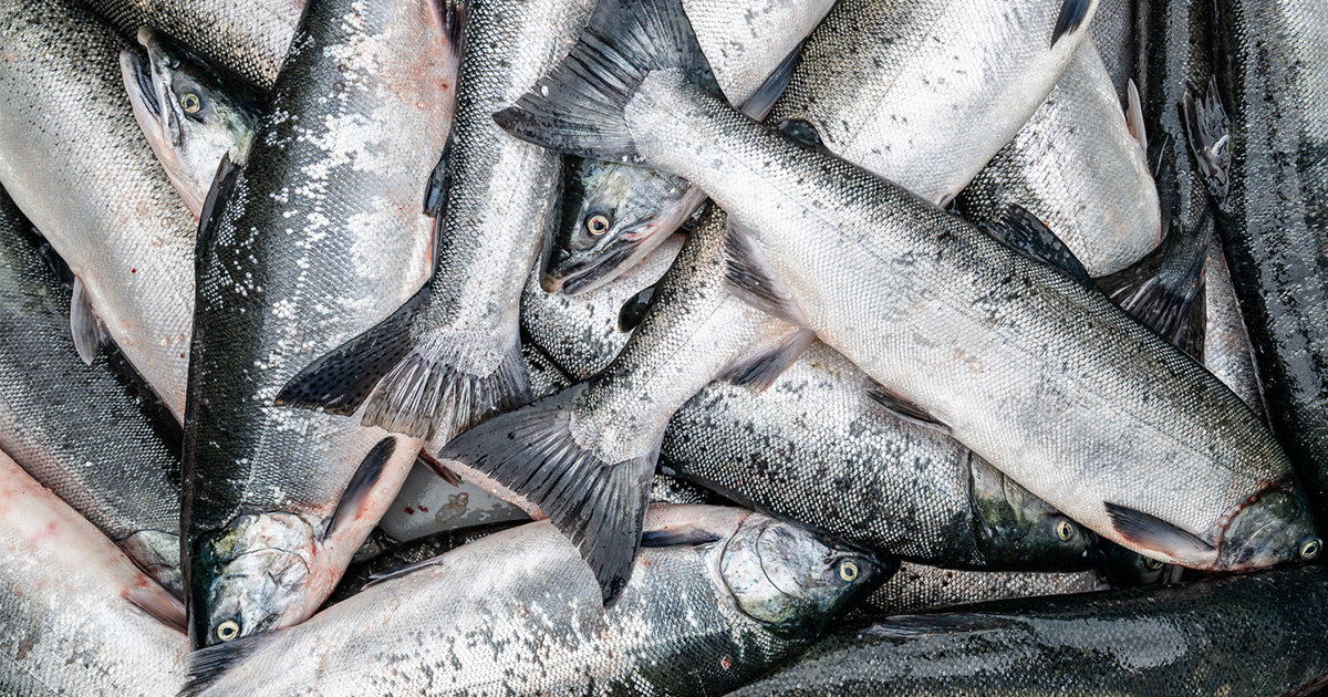 Sockeye is one of the most popular commercial catches on the coast, prized for its orange-pink flesh and high nutritional value. (Photo: Troy Moth / Coast Funds)